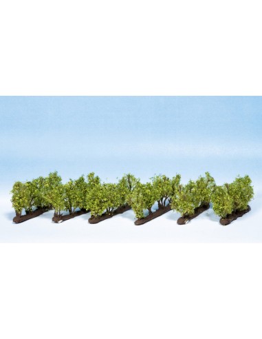 NOCH 21545 - Porzione Filare di Vigneto